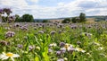 Field with purple phacelia and white chamomile flowers