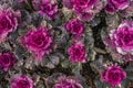 Field of purple and pink ornamental flowering kale plants with dark green leaves Royalty Free Stock Photo