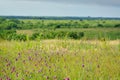 Field of purple prairie clover