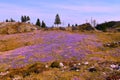 Field of purple spring crocus (Crocus vernus) flowers at Velika Planina Royalty Free Stock Photo