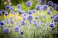 A field of purple thistles