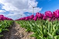 triumph tulips Purple Prince