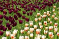 Field with purple tulips and white with orange pattern tulips