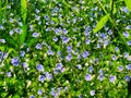 A field of purple Veronica persica flowers blooming Royalty Free Stock Photo