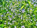 A field of purple Veronica persica flowers blooming Royalty Free Stock Photo