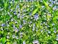 A field of purple Veronica persica flowers blooming