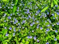 A field of purple Veronica persica flowers blooming