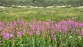 Field of purple wildflowers blooming in a Colorado mountain landscape Royalty Free Stock Photo