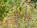 field purple wildflowers with poppy