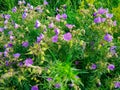 A field of purple wildflowers on a vast pasture in Inner Mongolia. Endless grassland. The flowers are in a full blossom Royalty Free Stock Photo
