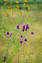 Field of purple and yellow wildflowers