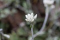 Field pussytoes, Antennaria neglecta