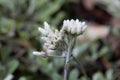 Field pussytoes, Antennaria neglecta