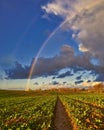Field with Rainbow and dramatic gray sky with clouds landscape Royalty Free Stock Photo