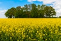 Field landscape spring summer Royalty Free Stock Photo