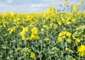 Field of rape seed plants and blue sky on the background Royalty Free Stock Photo