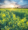 Field of seed plants and blue sky.