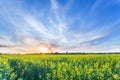 Field of seed plants and blue sky. Royalty Free Stock Photo