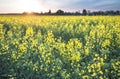 Field of seed plants and blue sky. Royalty Free Stock Photo