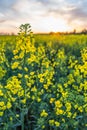 Field of seed plants and blue sky. Royalty Free Stock Photo