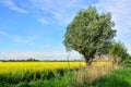 Field of rape and tree, beautiful landscape Royalty Free Stock Photo