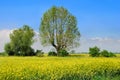 Field of rape and tree, beautiful landscape Royalty Free Stock Photo
