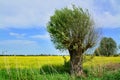 Field of rape and tree, beautiful landscape Royalty Free Stock Photo