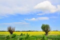 Field of rape and tree, beautiful landscape Royalty Free Stock Photo