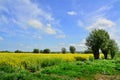 Field of rape and tree, beautiful landscape Royalty Free Stock Photo