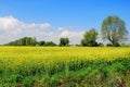 Field of rape and tree, beautiful landscape Royalty Free Stock Photo