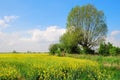 Field of rape and tree, beautiful landscape Royalty Free Stock Photo