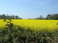 Field of rapeseed