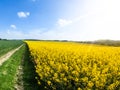 Field of rapeseed, aka canola or colza. Rural landscape with country road, green alley trees, blue sky and white clouds Royalty Free Stock Photo