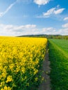 Field of rapeseed, aka canola or colza. Rural landscape with country road, green alley trees, blue sky and white clouds Royalty Free Stock Photo