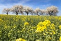 Field of rapeseed and alley of cherry tree Royalty Free Stock Photo