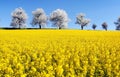 Field of rapeseed and alley of cherry tree Royalty Free Stock Photo