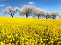 Field of rapeseed and alley of cherry tree Royalty Free Stock Photo