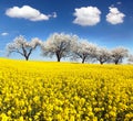 Field of rapeseed and alley of cherry tree Royalty Free Stock Photo