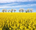 Field of rapeseed and alley of cherry tree Royalty Free Stock Photo