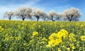 Field of rapeseed and alley of cherry tree Royalty Free Stock Photo