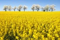 Field of rapeseed and alley of cherry tree Royalty Free Stock Photo