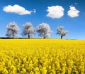 Field of rapeseed and alley of cherry tree Royalty Free Stock Photo