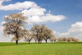 Field of rapeseed and alley cherry trees, rapeseed is the best plant for green energy and oil industry