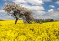 Field of rapeseed with apple tree Royalty Free Stock Photo