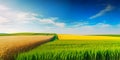 Field of Rapeseed and Barley, Spring Landscape under Blue Sky Royalty Free Stock Photo