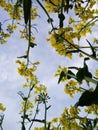 Field of Rapeseed blossoming under Blue Sky with Clouds. Spring background. View from ground Royalty Free Stock Photo