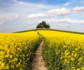 Field of rapeseed (brassica napus) with path way Royalty Free Stock Photo