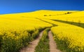 Field of rapeseed (brassica napus) Royalty Free Stock Photo
