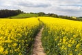 Field of rapeseed (brassica napus) with rural road Royalty Free Stock Photo