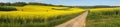 Field of rapeseed canola or colza brassica napus Royalty Free Stock Photo